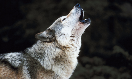 dog-howling