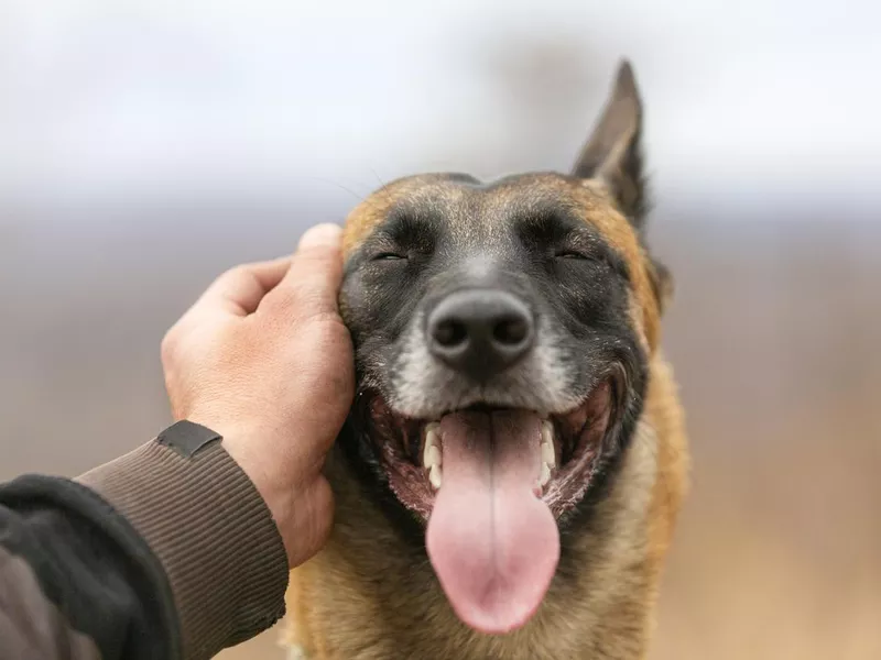 Man's hand stroking a dog