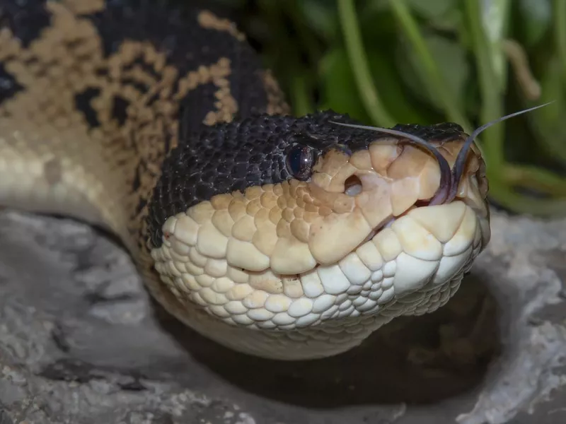 Black Headed Bushmaster (Lachesis melanocephala) with forked tongue