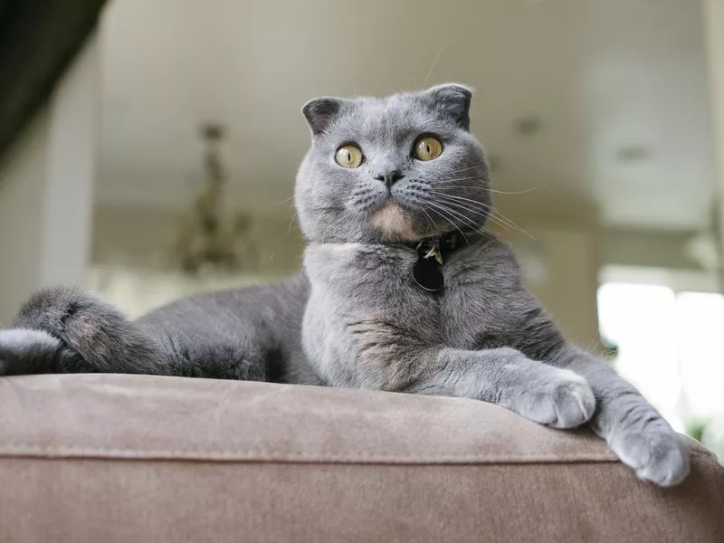 Beautiful Grey Scottish Fold Cat lounges on couch