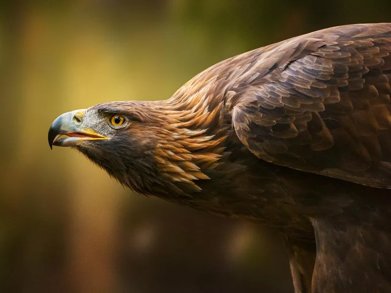 Golden Eagle Portrait