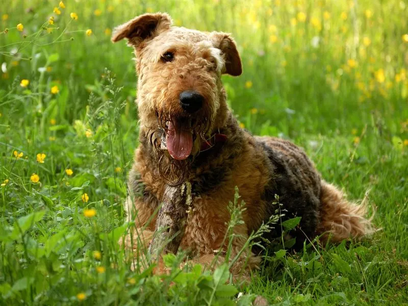 Airedale Terrier