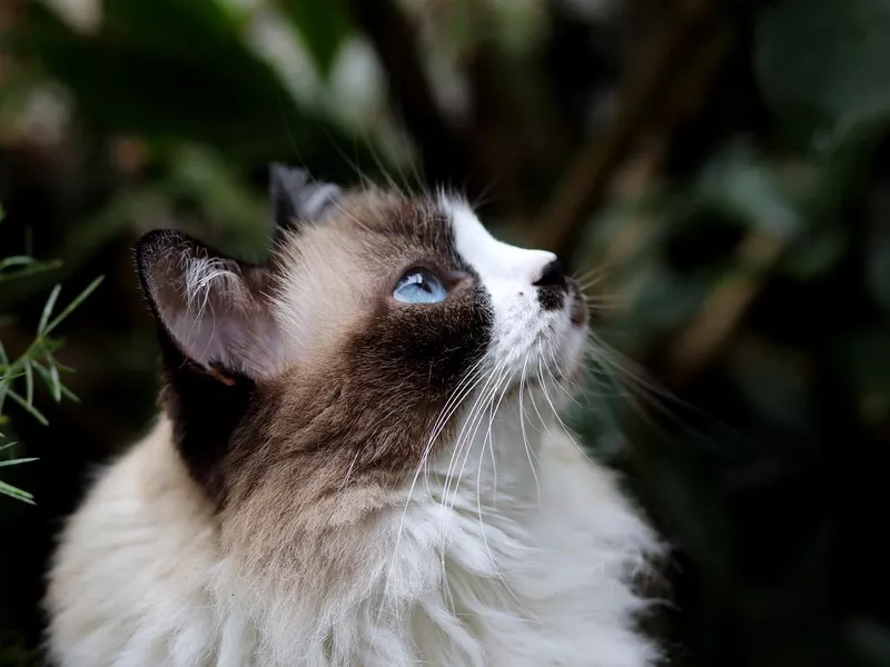 Himalayan cat exploring the garden