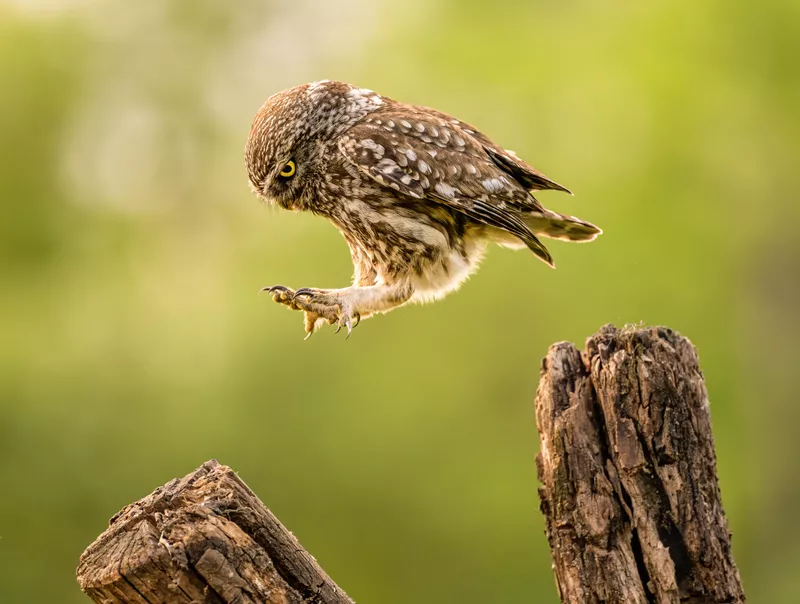 I jump instead of flying