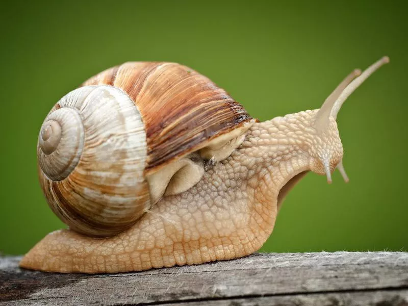 snail