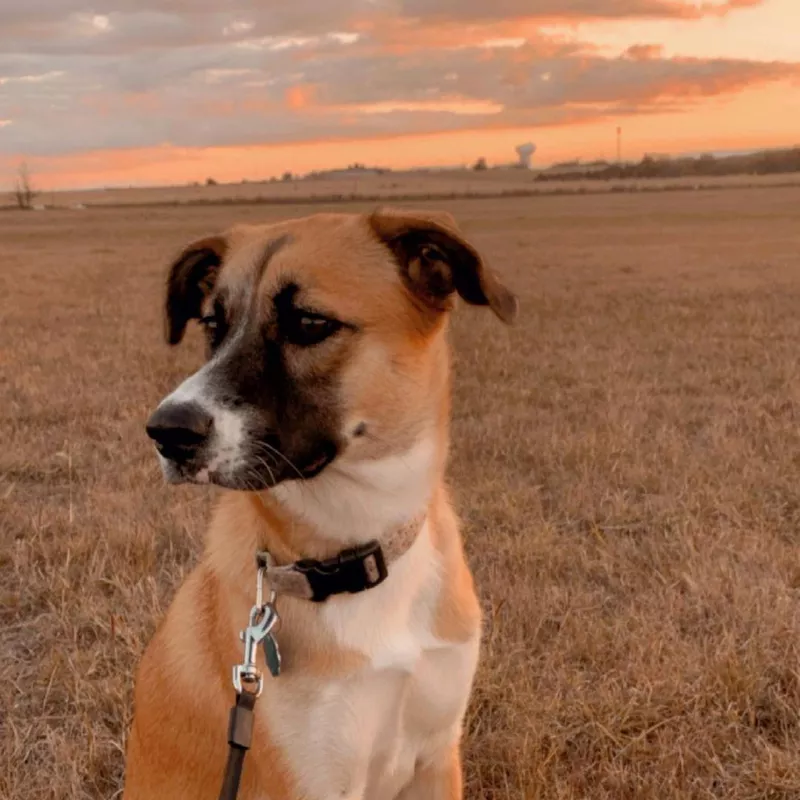 Fun Fact: Boxer Husky Mix