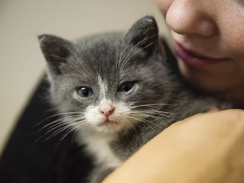 Adorable 5 weeks kitten in young woman's arms