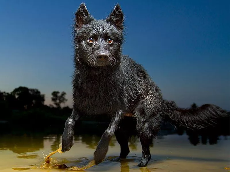 Mudi in the mud