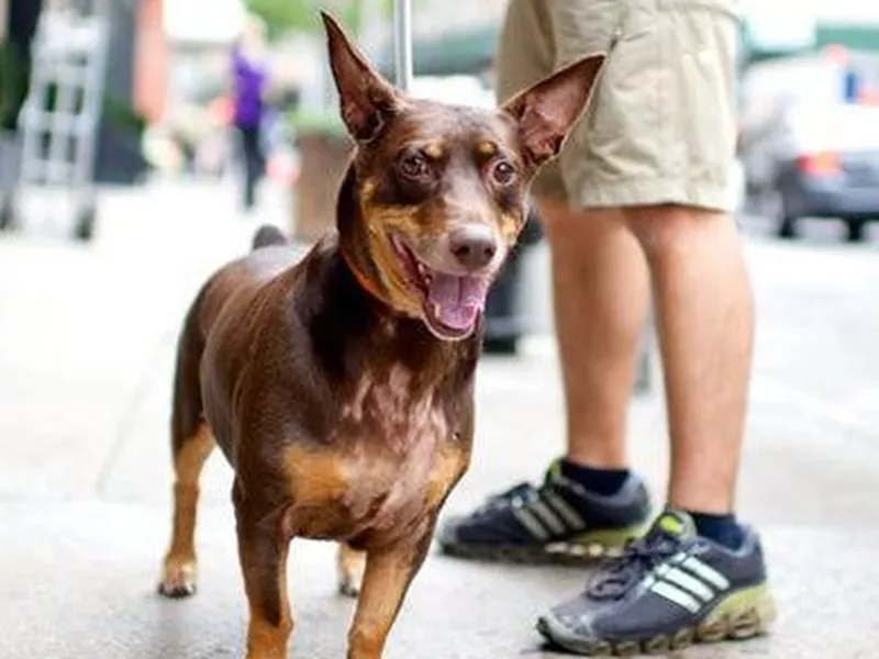 Doberman and corgi mix