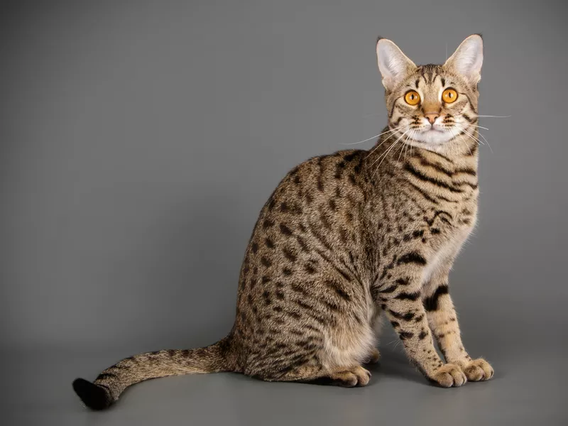 Savannah cat