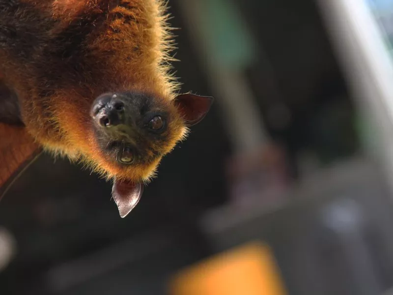 Hanging Bat
