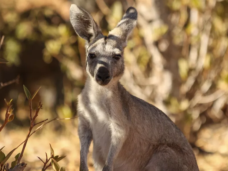 Wallaroo