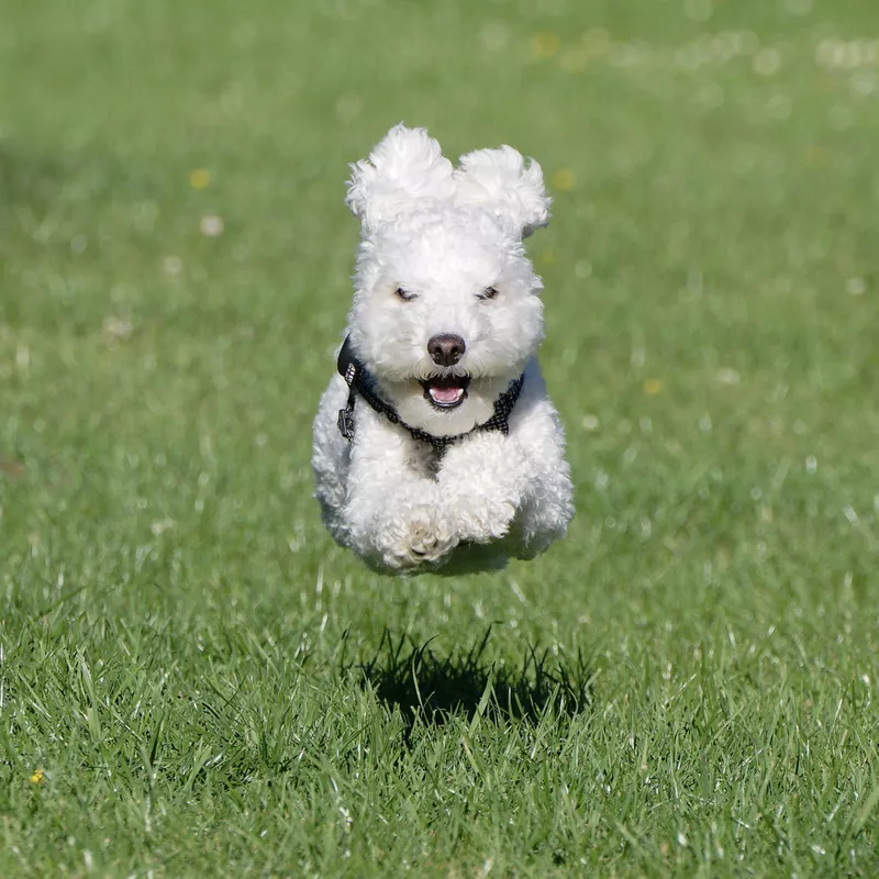 Flying Poodle