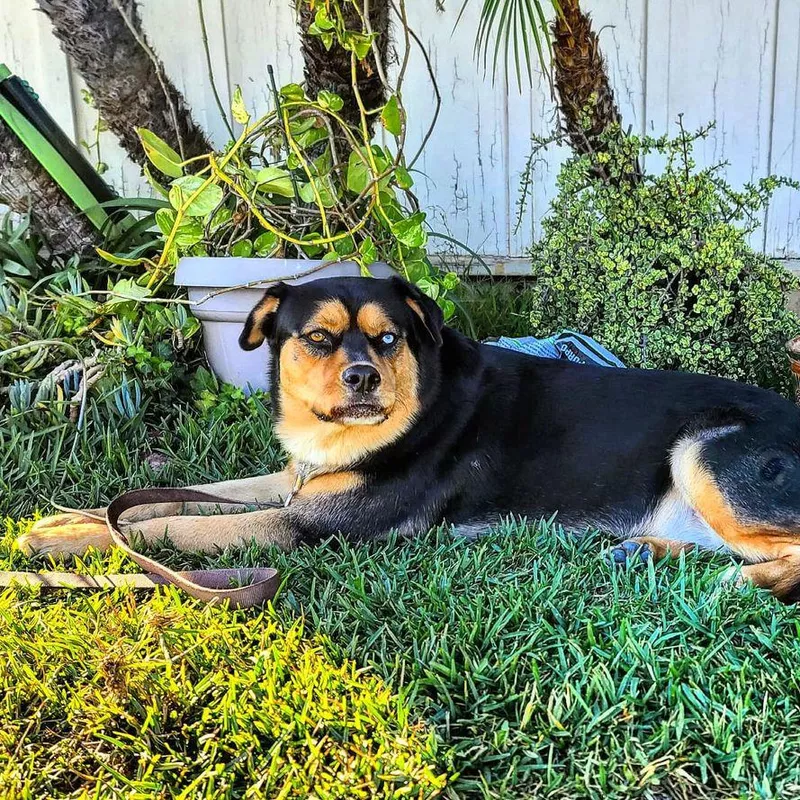 Bottom Line: Husky Rottweiler Mix