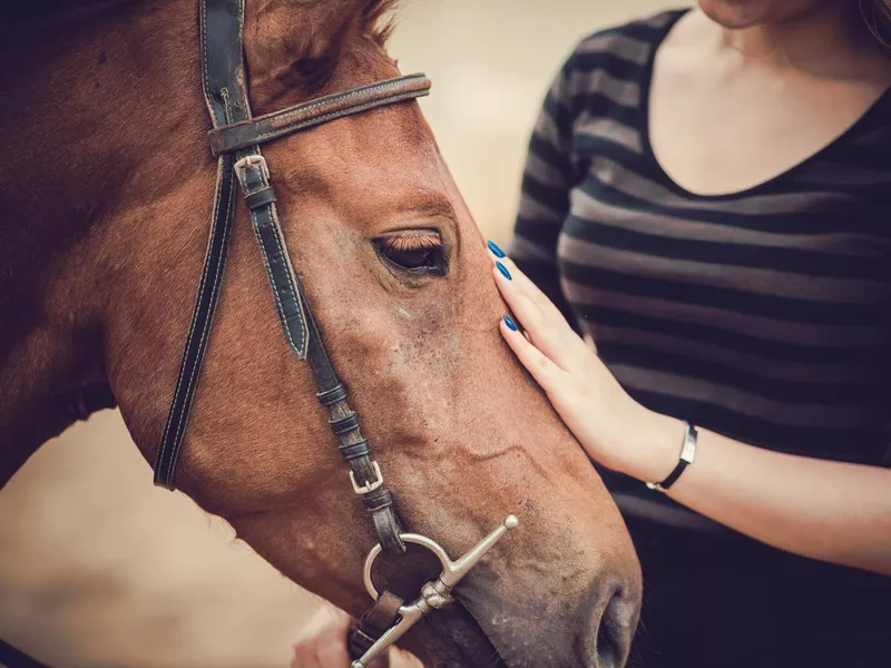 Pet horse