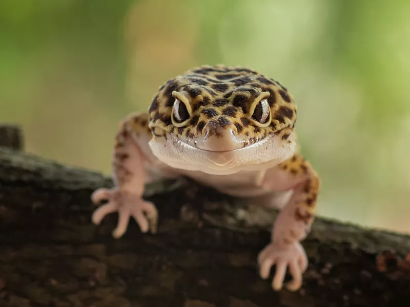leopard gecko on tree branch