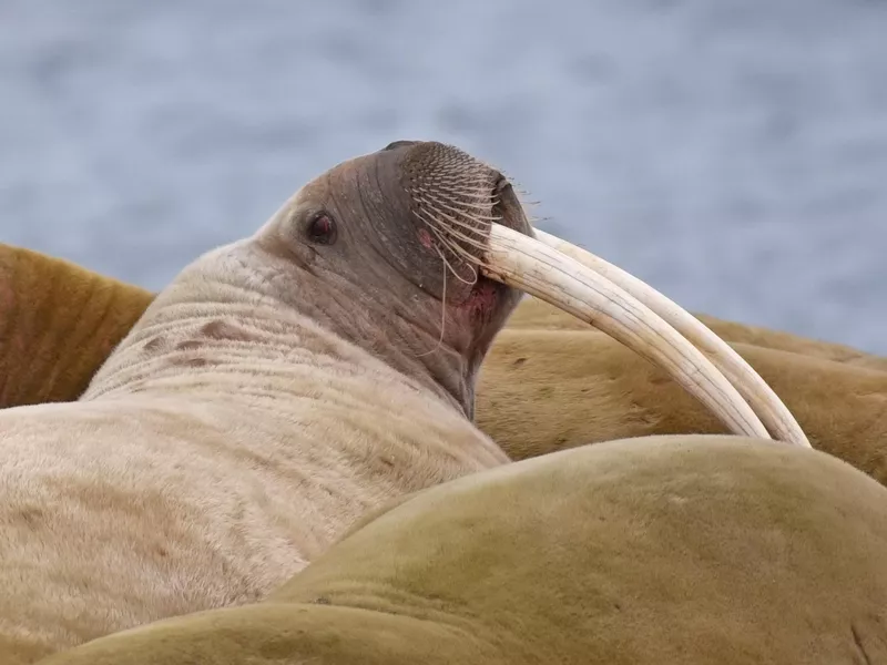 Walrus resting on a beach in the Arctic