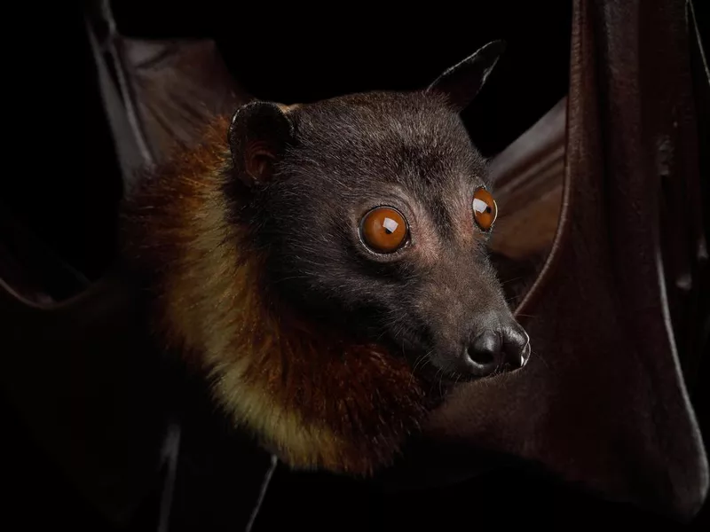 Flying fox