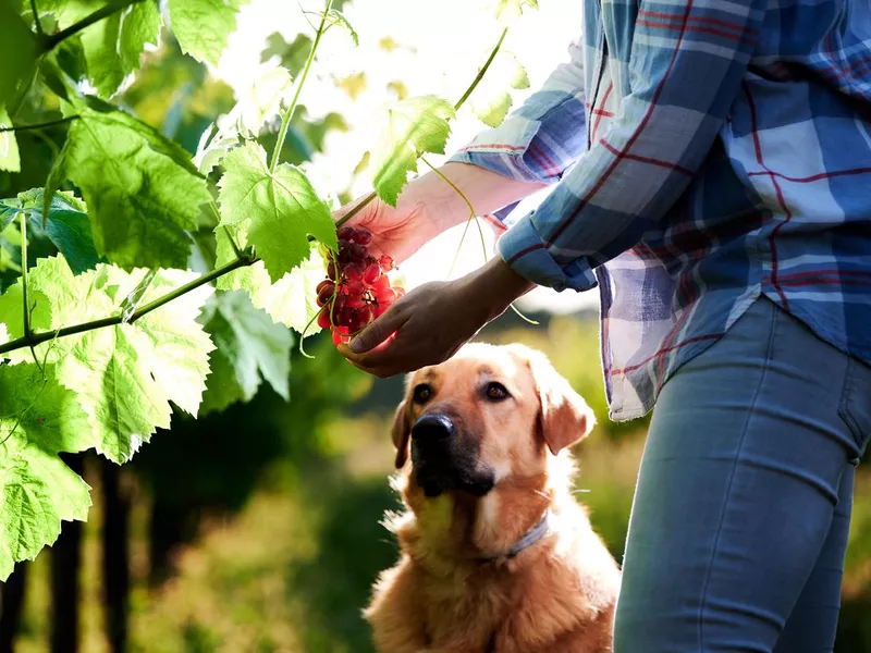 girl picking grapes in a vineyard