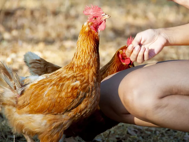 ISA Brown Chicken Breed