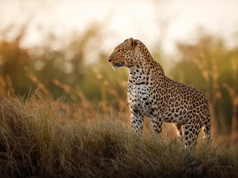 African leopard female pose in beautiful evening light.