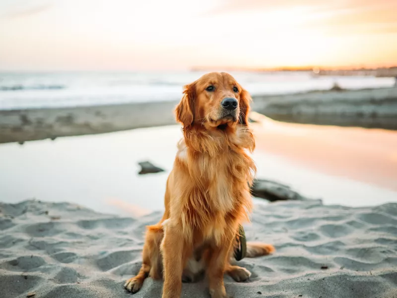 Golden Retriever