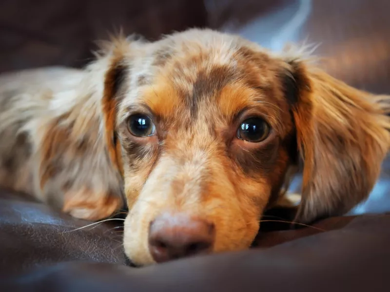 Chiweenie dog