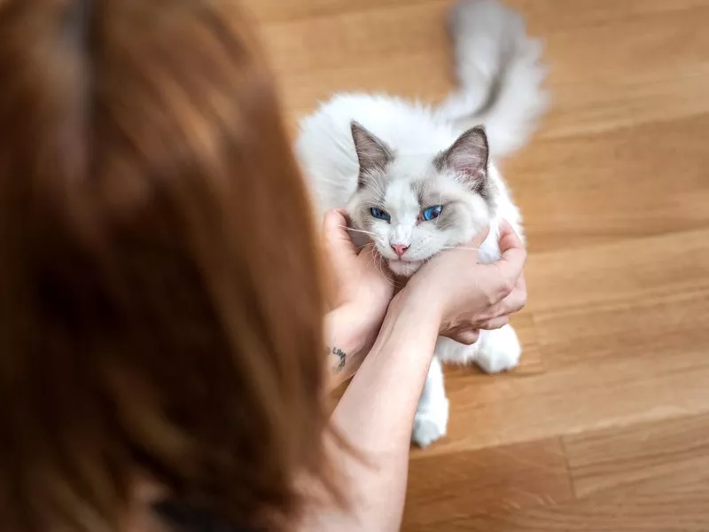 Ragdoll Cat Being Pet