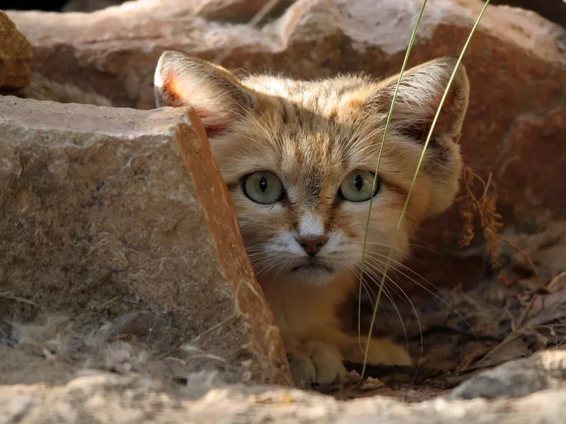 sand cat