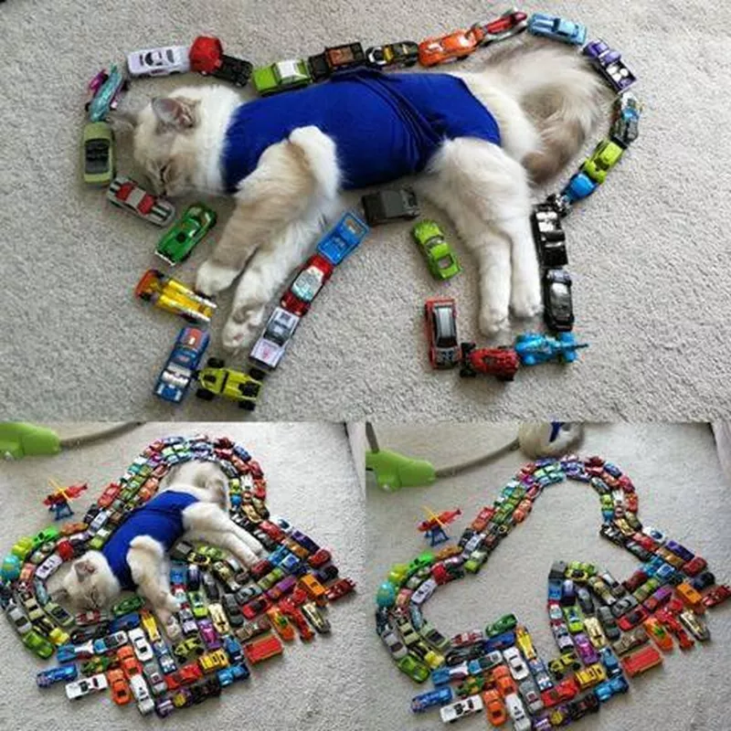 Funny cat with decorations