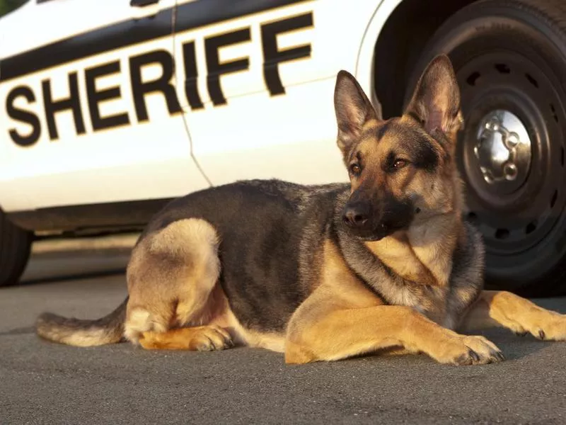German shepherd