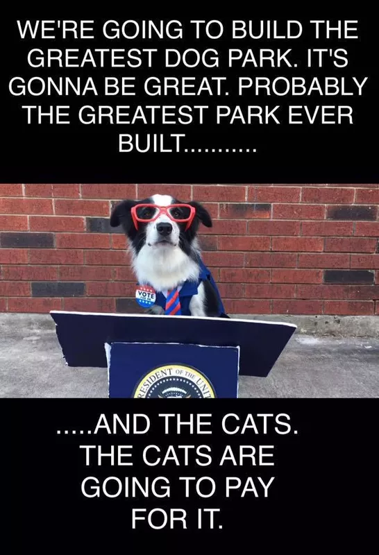 The cats are going to pay for it meme
