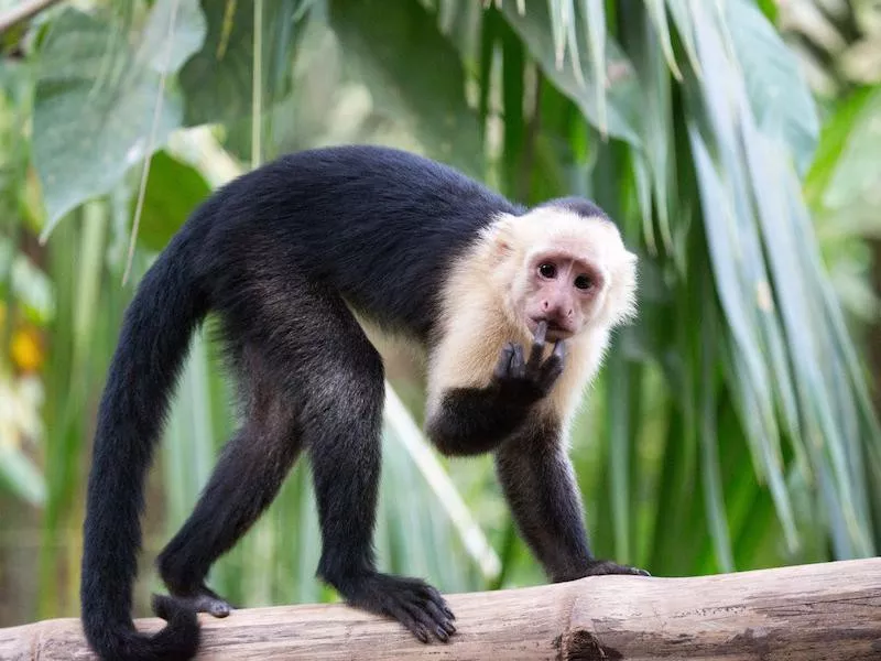 Capuchin monkeys