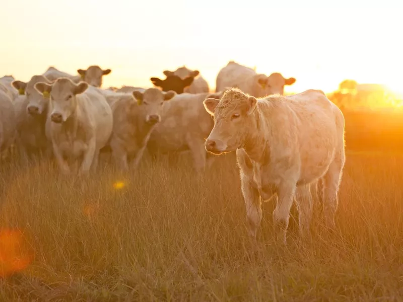 Charolais Cattle In a Late Summer Pasture At Sunset