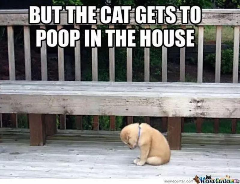 Sad puppy meme