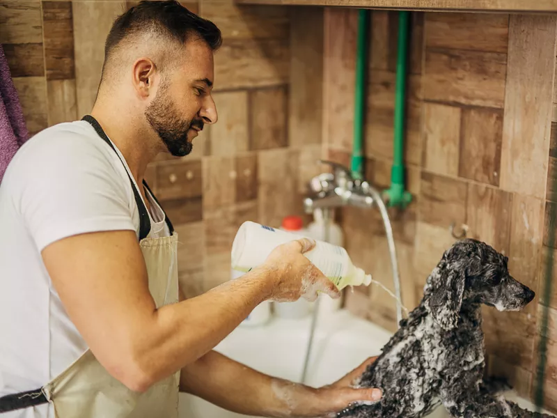 Pet groomer washing poodle in the bathtub at grooming salon