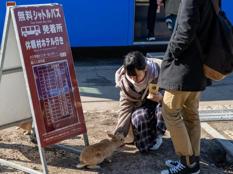 Feeding wild rabbits on Okunoshima Island