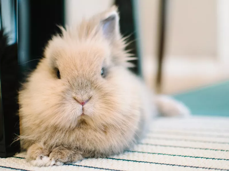 Lionhead rabbit