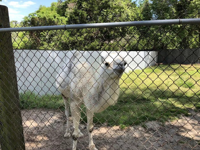 Tregembo Animal Park