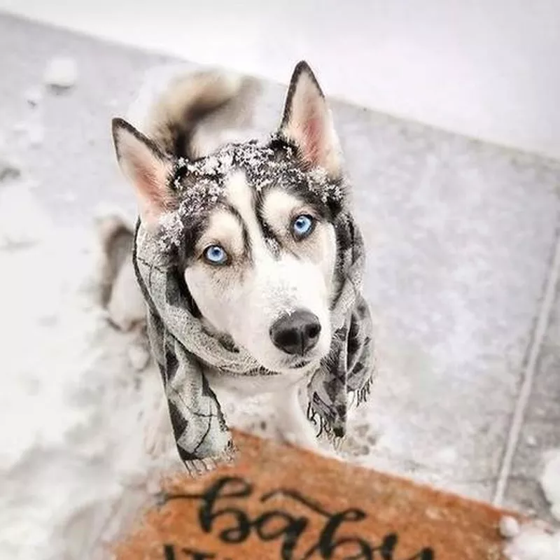 Husky Corgi Mix