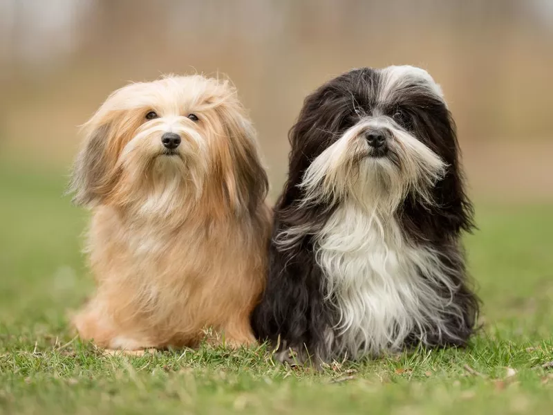 Bichon Havanese, among the best behaved dogs