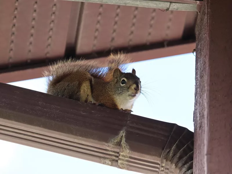 Closeup of a squirrel ontop of an eavestrough