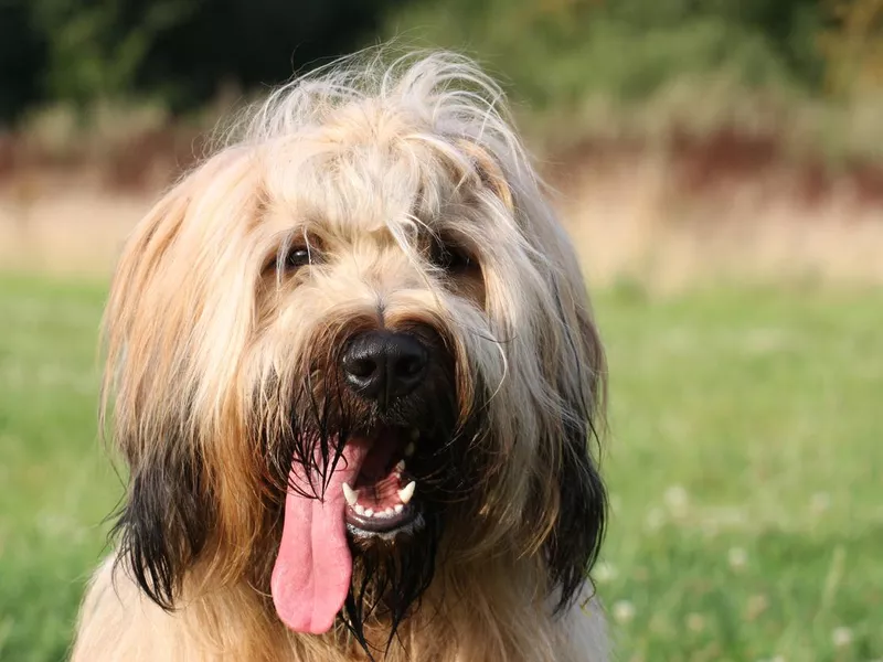 Beautiful briard dog