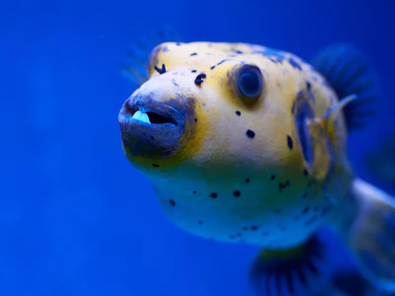 Arothron nigropunctatus yellow. fugy fish