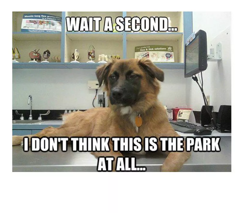 I don't think this is the dog park