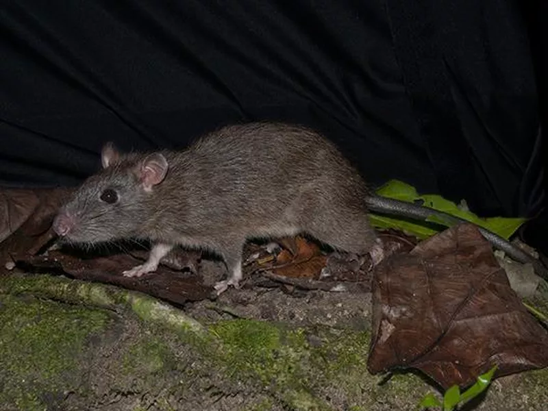 Giant Sunda Rat