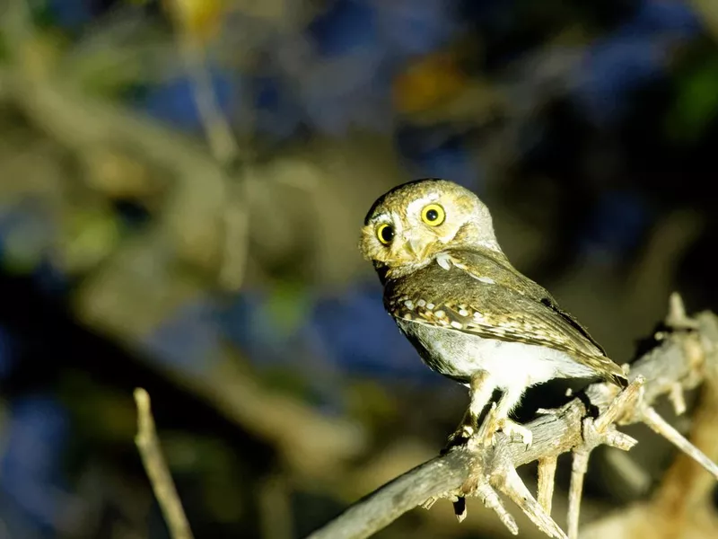 Eleven Owl