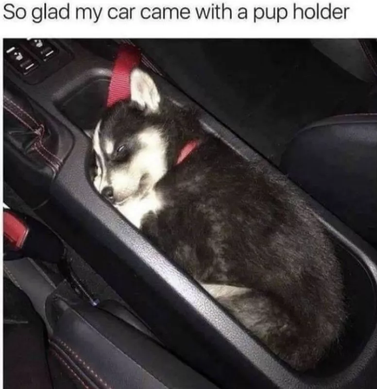 Cute husky sleeping in a cup holder