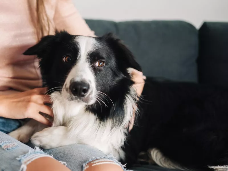 Owner playing with her dog at home