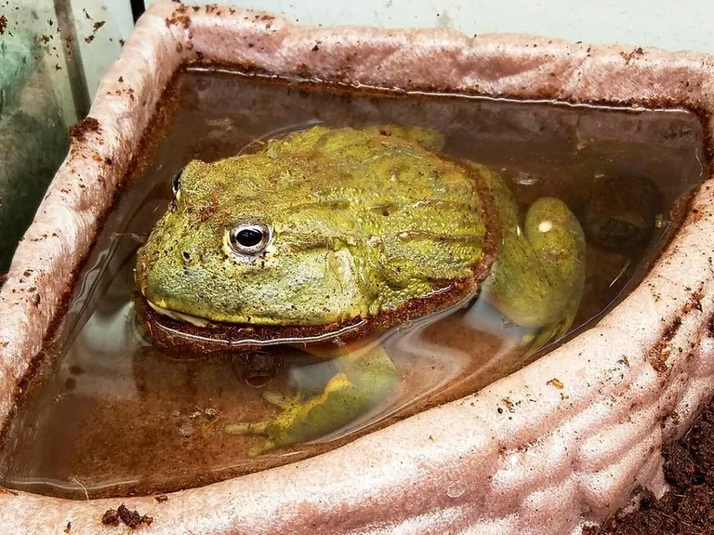 Pixie Frog
